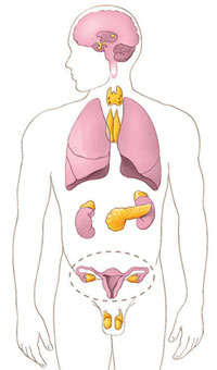 Sistema Endocrino