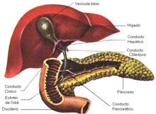 Hígado